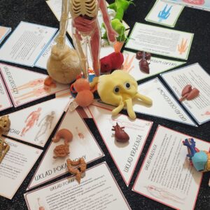 ciało człowieka układanka